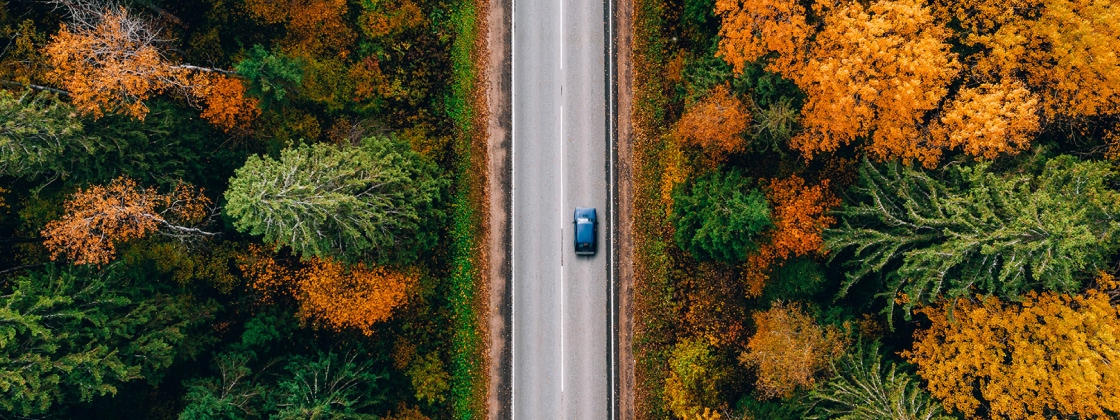 Car driving on road lined with orange colored trees
